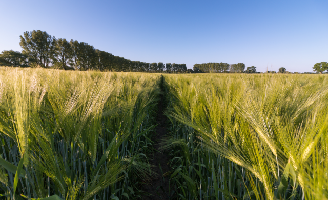 Ein Getreidefeld unter blauem Himmel